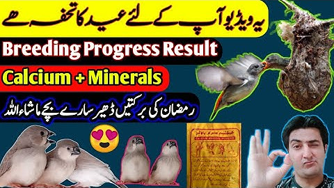 Breeding Progress Result of Mutation Finches | Best Calcium and Minerals For Breeding Birds | Java