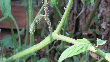 Identifying Aphids on Tomato Plant & 3 Treatments: Jet Water Spray, Soapy & Smothering Oil Sprays