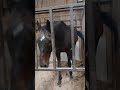 約6億稼いだ馬に呼ばれました。