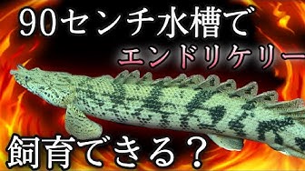 ポリプテルス Youtube