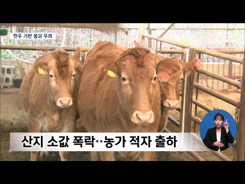 한우기반 붕괴 우려..2만 농가 폐업 예상[목포MBC 뉴스데스크]
