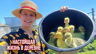 видео: ВСЕ ТРУДЫ ЧЕРЕЗ ОДНО МЕСТО 🌾НАСТОЯЩАЯ ЖИЗНЬ В ДЕРЕВНЕ 🏡ЧТО С НАШИМИ ПАВЛИНАМИ ?🦚Огород🌶️ ПОПОЛНЕНИЯ🐣 картинка: ВСЕ ТРУДЫ ЧЕРЕЗ ОДНО МЕСТО 🌾НАСТОЯЩАЯ ЖИЗНЬ В ДЕРЕВНЕ 🏡ЧТО С НАШИМИ ПАВЛИНАМИ ?🦚Огород🌶️ ПОПОЛНЕНИЯ🐣
