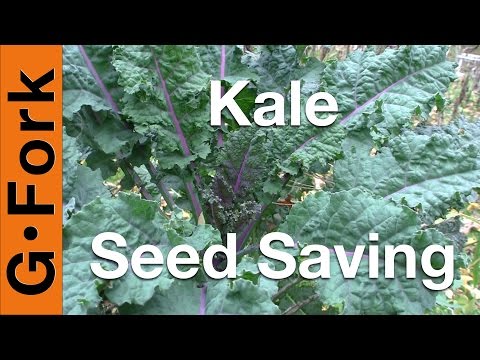 Seed Saving - Kale - GardenFork