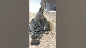Дикий американский индюк.