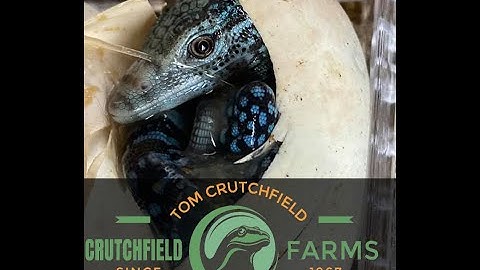 Blue Tree Monitors - the Living Jewels of Batanta