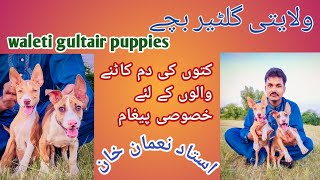 waleti Gultair puppies... ولایتی گلٹیر بچے۔۔۔کتوں کی دم کاٹنے والوں کے لیے خصوصی پیغام ۔۔۔ by Ustad Noman Khan 13,590 views 2 years ago 5 minutes, 21 seconds