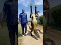 Not human #comedy #funny #snake #viral #movie