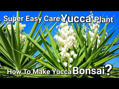 Video: Yucca Baccata Info - Si të rriten bimët e bananes Yucca