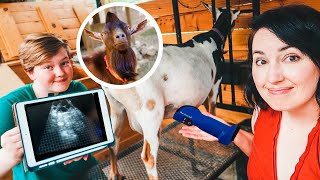 Did our BREEDING PLANS work?! (Hazel the goat's ultrasound)