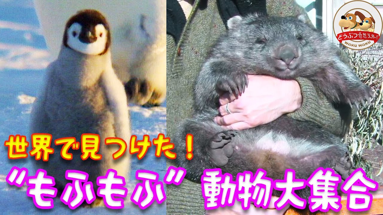 かわいい 世界で見つけた もふもふ 動物大集合 野生のウォンバットやペンギン ラッコなど貴重な映像をまとめました どうぶつ奇想天外 Wakuwaku Youtube