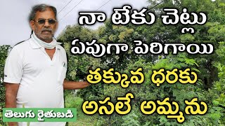 టేకు చెట్ల పెంపకం | Teak Cultivation in Telugu | తెలుగు రైతు బడి
