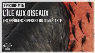 EP#15 - L'ÎLE AUX OISEAUX (LES FREGATES SUPERBES DU CONNÉTABLE)