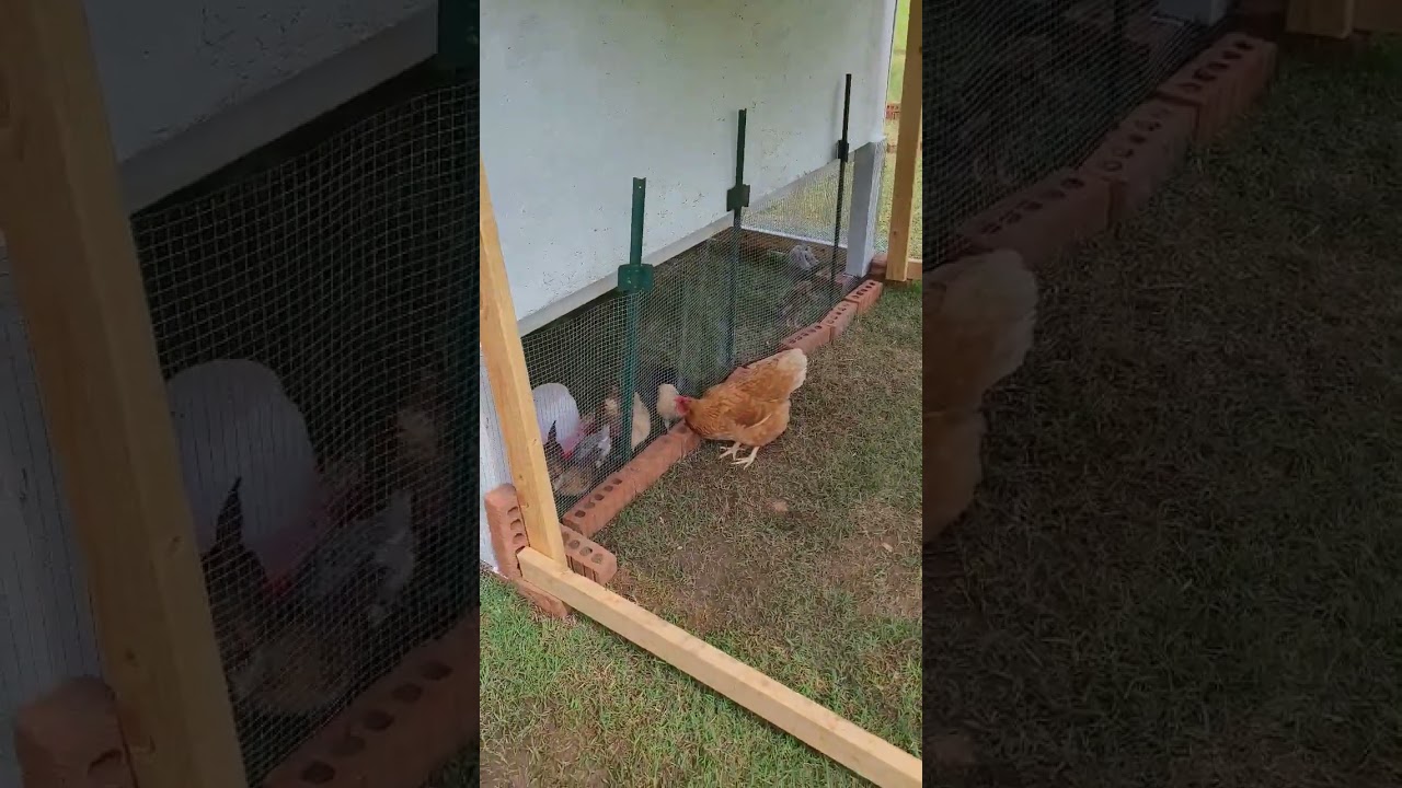 Baby chicks meet Hen first time! 