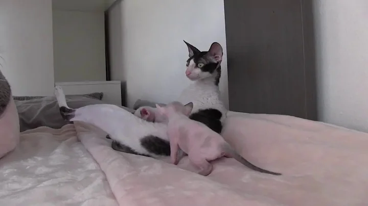 Video 1263171: cornish rex cat, cornish rex kittens, cornish rex baby, cat breed animals pets, nice cat