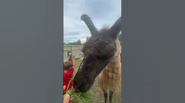 Lamas Alpacas Music Retro Justforyou Lama Alpaca Shorts Viralvideo Animals 