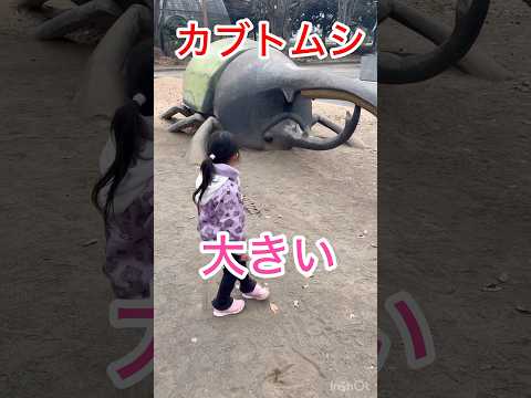 Giant Rhinoceros Beetle Rhinoceros Beetle Insect Hercules Beetle Park Playground Stag B