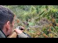 A few of the boars from a Recent hunting trip - Part 2 | Pig Hunting NZ 2021