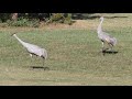 Sandhill Crane pair hanging out in our backyard, this evening...