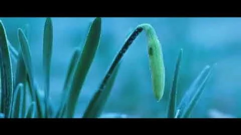 Eckhart Tolle - Acceptance and Surrender