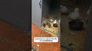 A rainy day in the life🦆 #Ducks #FarmAnimals #DayInTheLife #Pets #CallDucks #Shorts #Animals