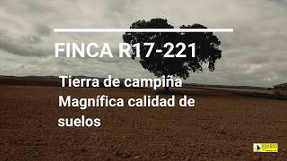 Finca de labor Azuaga 221 ha APIRESECO R17 221
