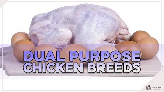 Dual Purpose Chicken Breeds
