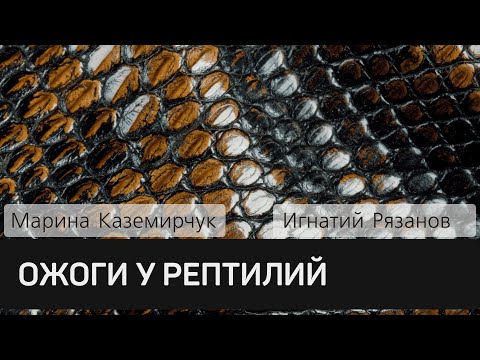 Ожоги у рептилий