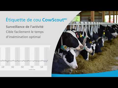 GEA CowScout™ (FR)