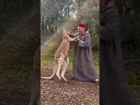 شنو رأيكم الحاج غلب الكنغر ولا لا شارك الرأي وبلا ما تنسا دير لايك