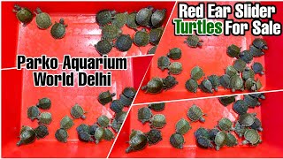 Turtles For Sale At Parko Aquarium World | Red Ear Slider Turtles For Sale In Delhi Aquarium Shop