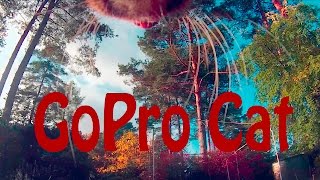 Cat on daily trip with GoPro Part 2 by GoPro Cat & Dog Videos 288 views 8 years ago 5 minutes, 18 seconds