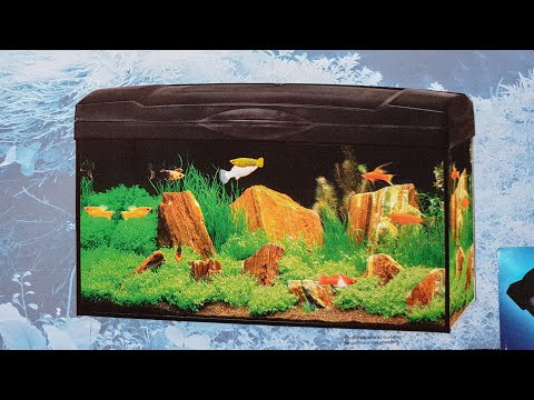 Video: Mein Erstes Aquarium: Wen Bekomme Ich?