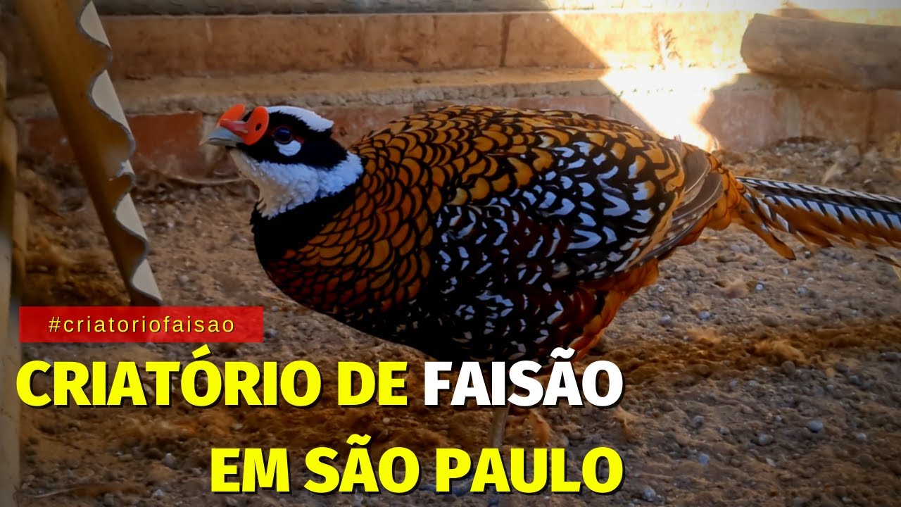 Maior criatório de FAISÃO e Galinhas Ornamentais que VISITAMOS