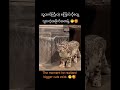 ဖြစ်သွားတဲ့ပုံစံလေးက/Look at his reaction #TheMixedBag #knowledge #cute #snowleopard #tiger