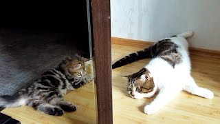 Cats and Cute Kittens Playing together