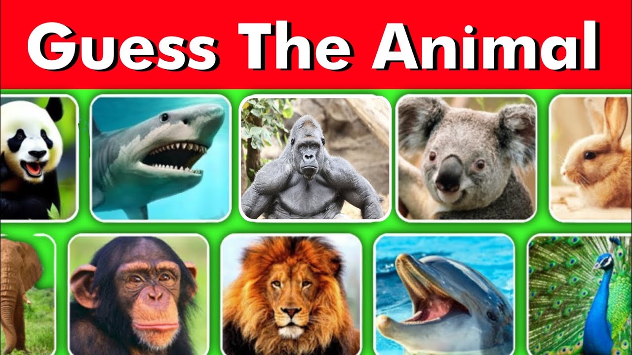 Guess The Animal By Picture Animal Quiz YouTube