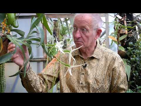 Video: Überblick über die wichtigsten botanischen Gärten von Kauai