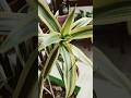 “Ghar ko classy look dene wala beautiful Song of India plant 🌿💚Low maintenance aur super aesthetic!”