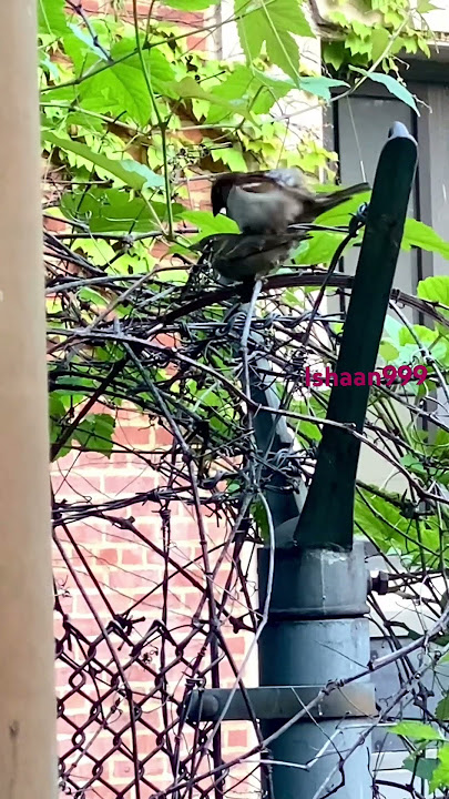 Sparrows mating ❤️. Burung pipit kawin