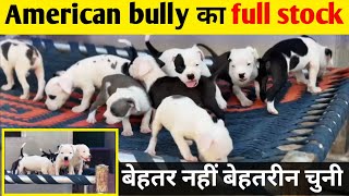 बल्ले बल्ले हो गई | जिसको अमेरिकन bully लेने है जल्दी देख लो | Top quality American bully for sale