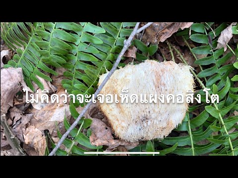 เจอเห็ดแผงคอสิงโต จึงมีกำลังใจเดินป่าต่อไปค่ะ I can’t believe that..12/28/2018