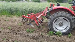 Inter-row cultivator in action. YTO 244 SX in operation.