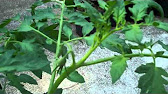 Potting Healthy Tomato Seedlings