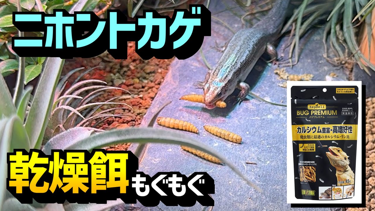 飼育しているニホントカゲに乾燥餌を与える！１０月編【バグプレミアム・アメリカミズアブ・給餌・爬虫類・飼育】