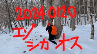 エゾシカ　忍び猟　ピンコオス・シーズン22頭目