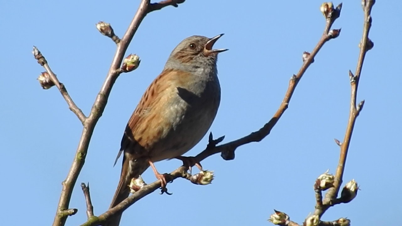 hornets font Dunnock sings. Heckenbraunelle singt. Prunellla modularis