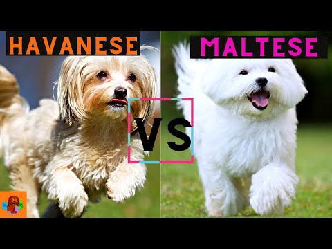 Havanese Dog vs Maltese Dog - 당신은 어느 것을 선택해야합니까? (견종 비교)!