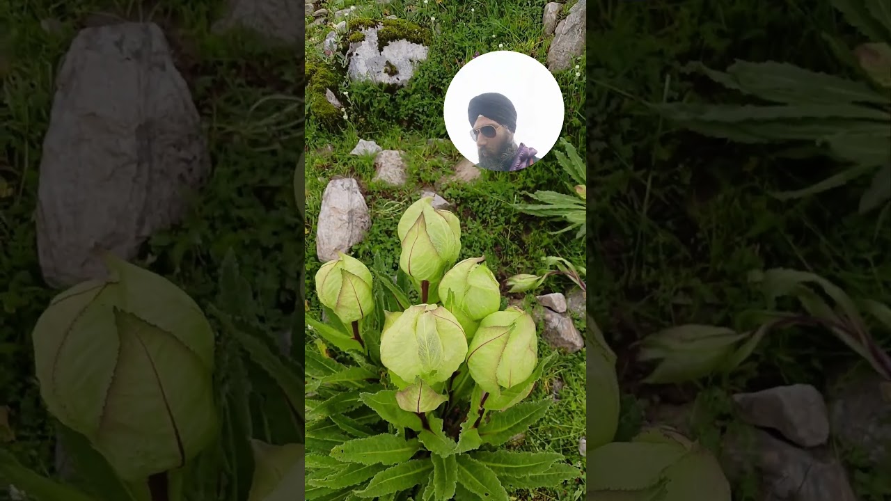 Brahma Kamal  is a rare and endangered Himalayan flower native to the Indian subcontinent.