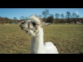 This Farm Fits Injured Animals with Prosthetics