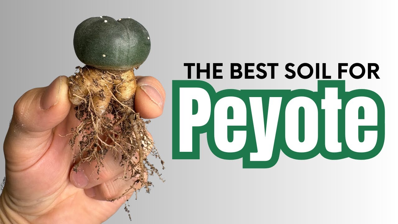 Creating the Best Soil for Peyote - YouTube
